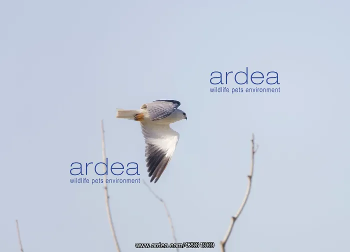 : Black-shouldered Kite - in flight : Black-shouldered Kite - in flight