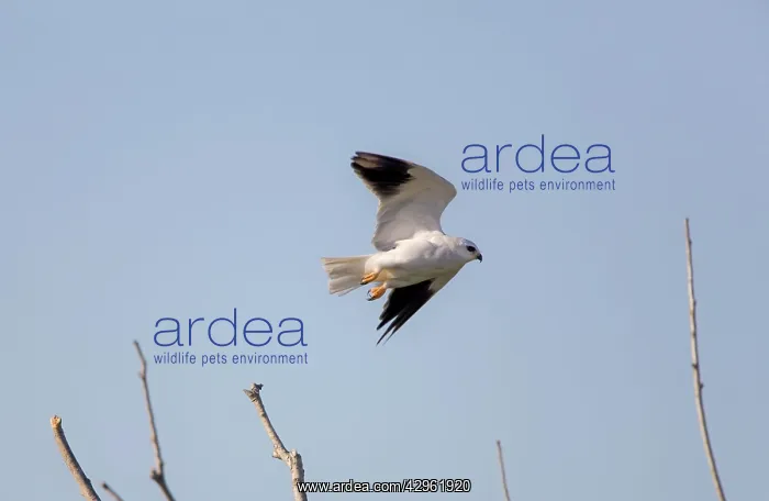 : Black-shouldered Kite - in flight : Black-shouldered Kite - in flight