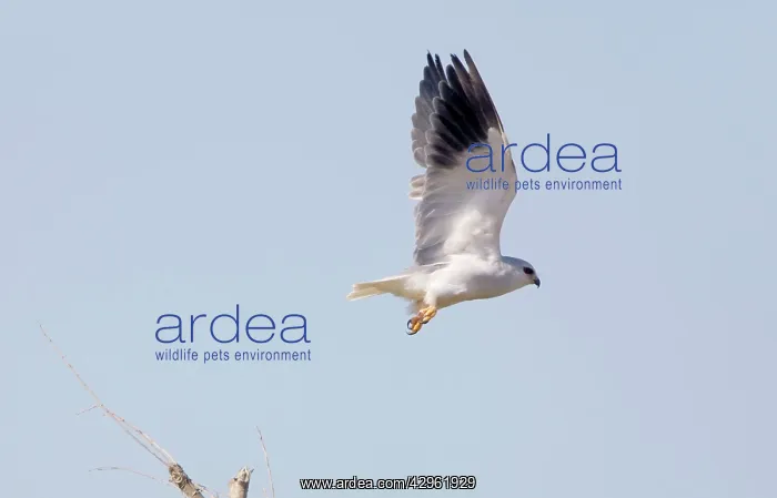 : Black-shouldered Kite - in flight : Black-shouldered Kite - in flight