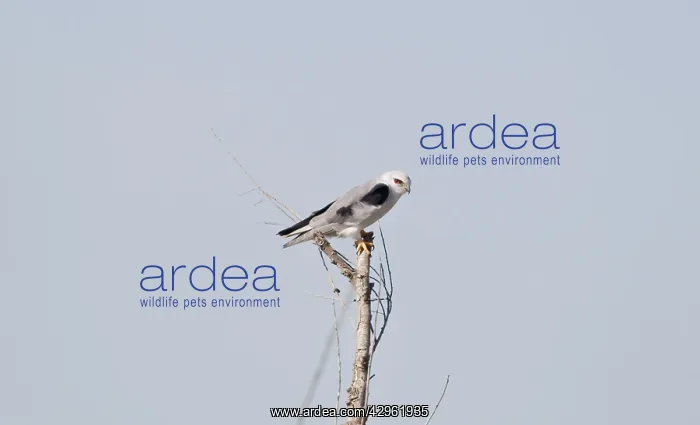 : Black-shouldered Kite - perched on branch : Black-shouldered Kite - perched on branch