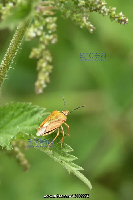 : Black-shouldered Shield Bug (Carpocoris purpureipennis) : Black-shouldered Shield Bug (Carpocoris purpureipennis)