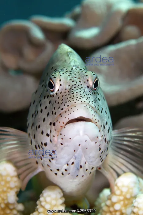 : Black-sided / Blackside / Freckeled Hawkfish : Black-sided / Blackside / Freckeled Hawkfish