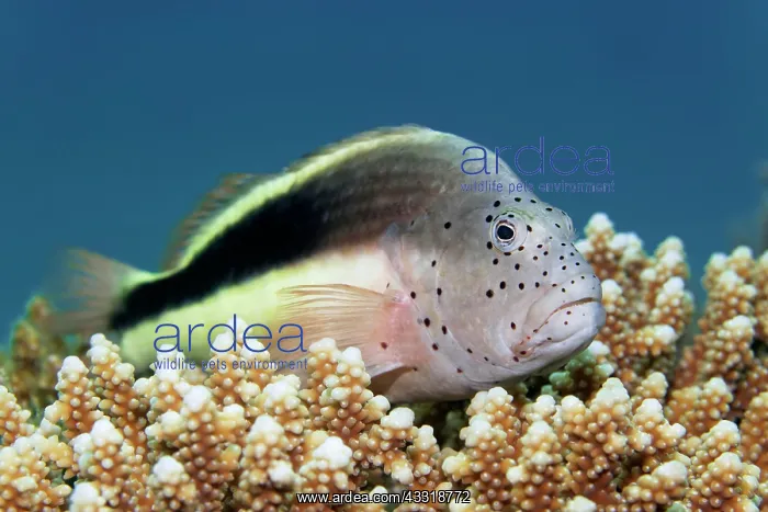 : Black-sided hawkfish (Paracirrhite forsteri), Great : Black-sided hawkfish (Paracirrhite forsteri), Great