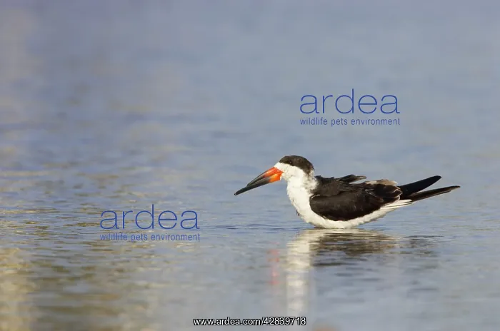 : Black Skimmer : Black Skimmer