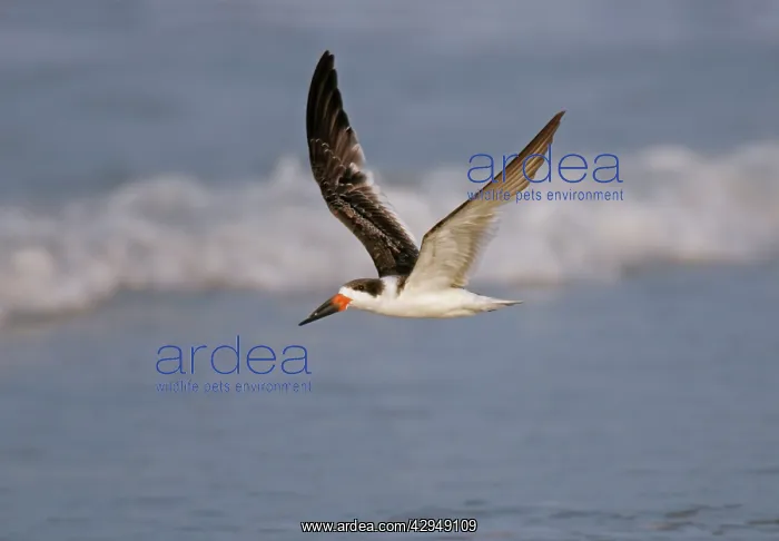 : Black Skimmer : Black Skimmer