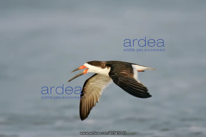  : Black Skimmer