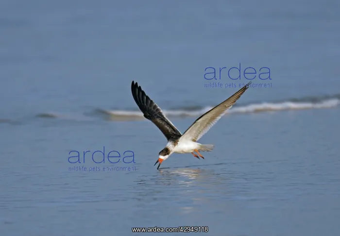: Black Skimmer : Black Skimmer