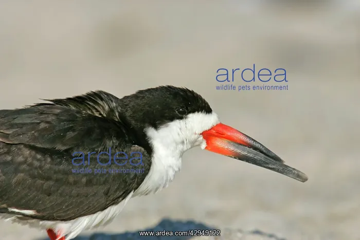 : Black Skimmer : Black Skimmer