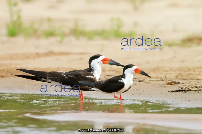 : Black Skimmer : Black Skimmer