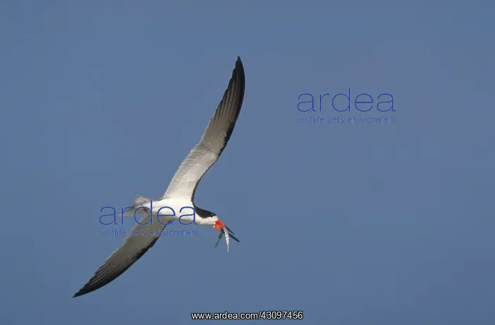  : Black Skimmer