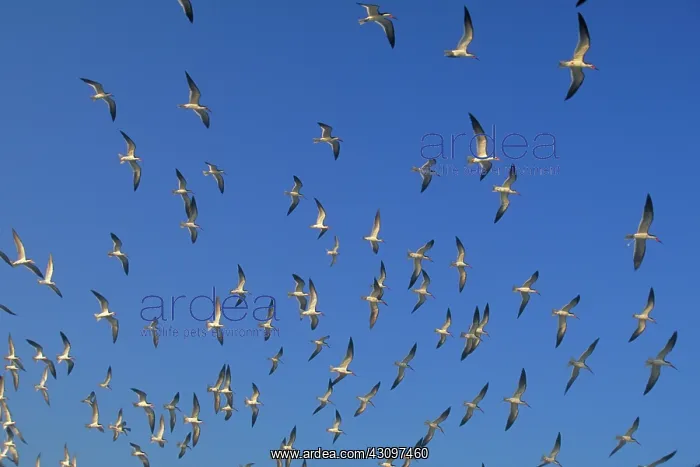 : Black Skimmer : Black Skimmer