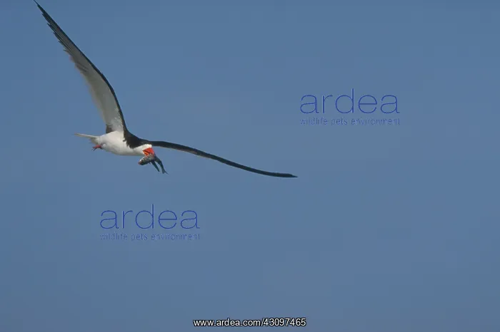  : Black Skimmer