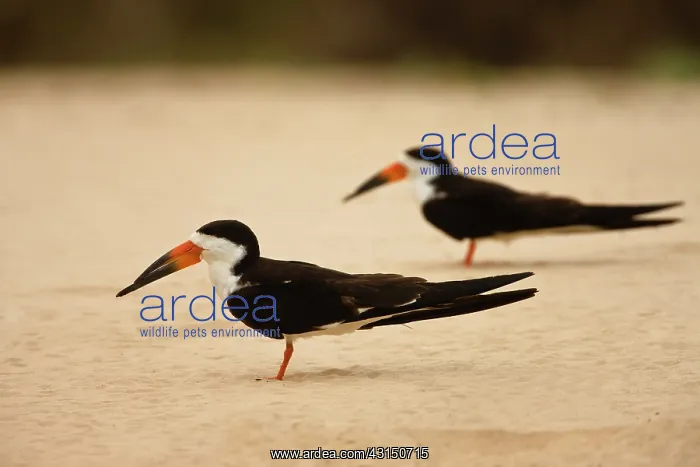 : Black Skimmer : Black Skimmer