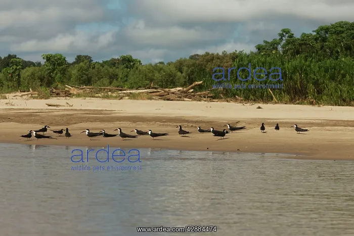 : Black Skimmer - on beach : Black Skimmer - on beach