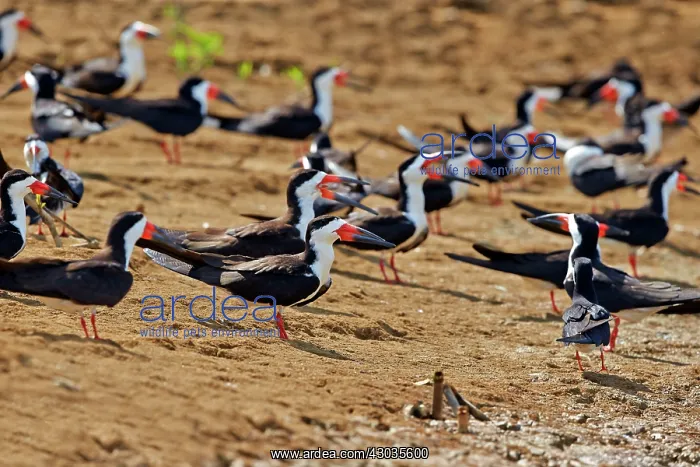 : Black Skimmer birds in flight Amazon river basin : Black Skimmer birds in flight Amazon river basin