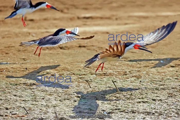 : Black Skimmer birds in flight Amazon river basin : Black Skimmer birds in flight Amazon river basin