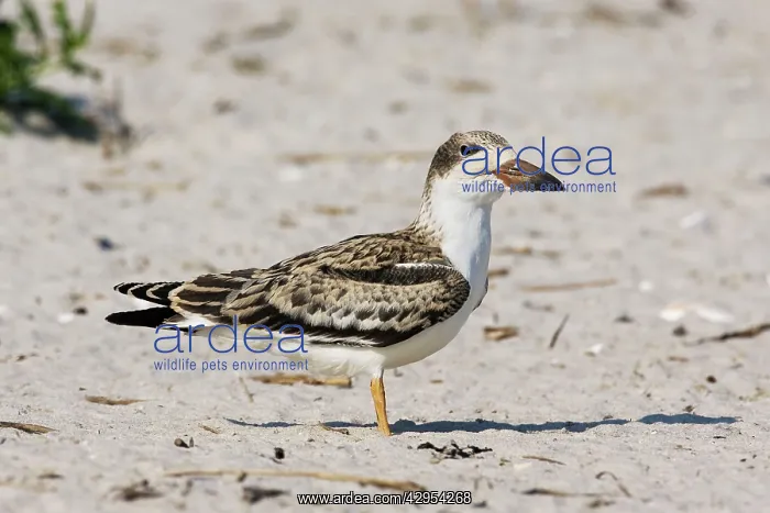: Black Skimmer - chick / fledgling : Black Skimmer - chick / fledgling