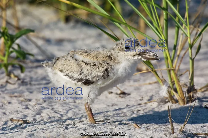 : Black Skimmer - chick in Long Island : Black Skimmer - chick in Long Island