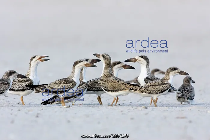: Black Skimmer - chicks venturing outside of Long : Black Skimmer - chicks venturing outside of Long