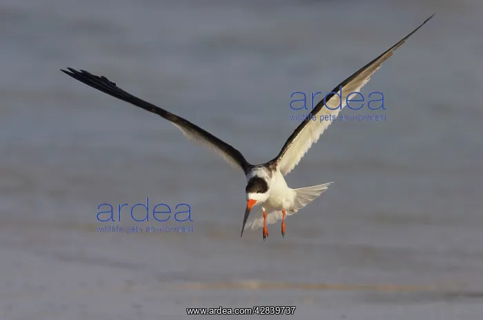 : Black Skimmer coming in to land : Black Skimmer coming in to land