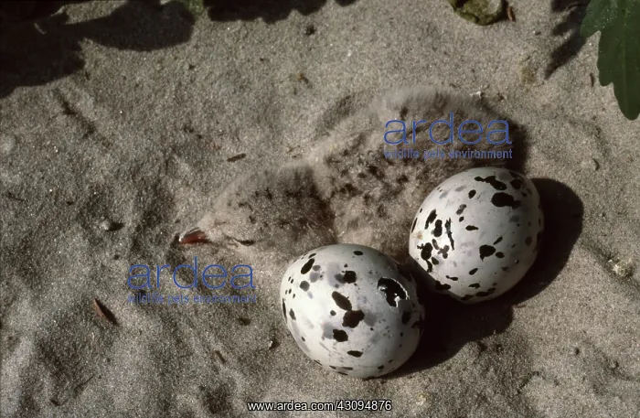 : Black Skimmer Eggs Hatching : Black Skimmer Eggs Hatching