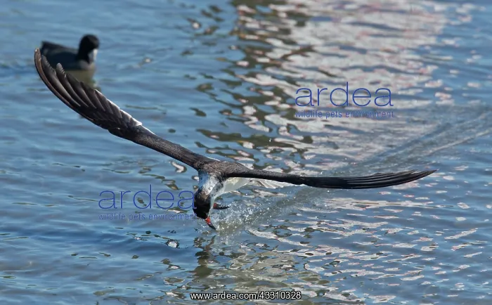 : Black Skimmer - feeding in flight - late winter : Black Skimmer - feeding in flight - late winter