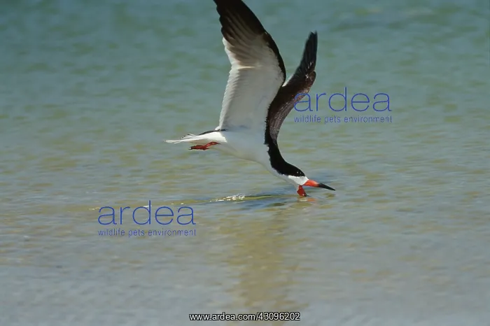 : Black skimmer fishing : Black skimmer fishing