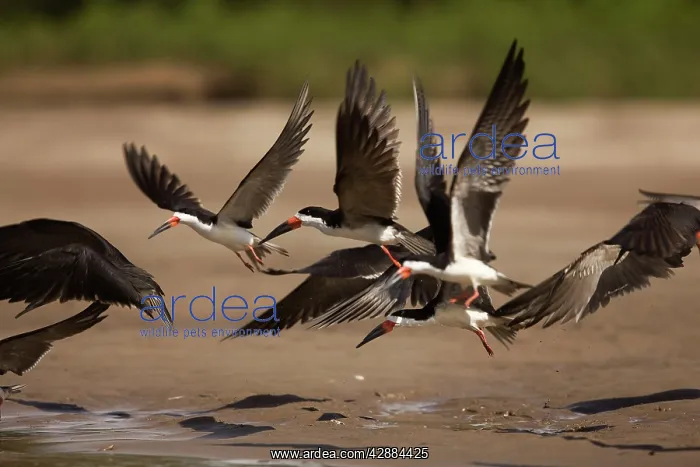: Black Skimmer - in flight : Black Skimmer - in flight