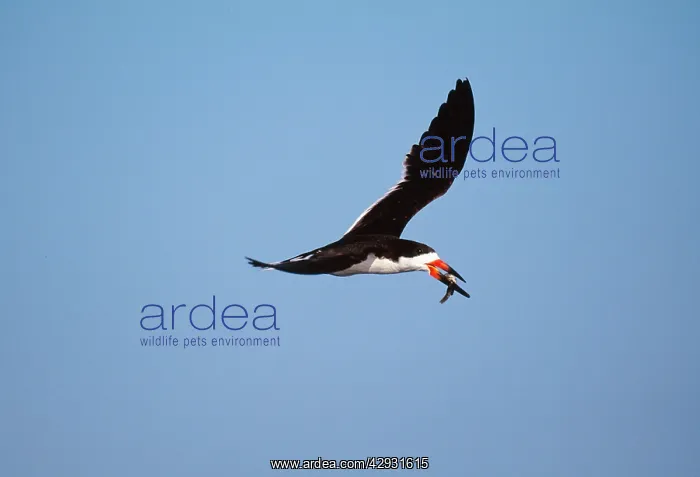 : Black Skimmer - in flight : Black Skimmer - in flight