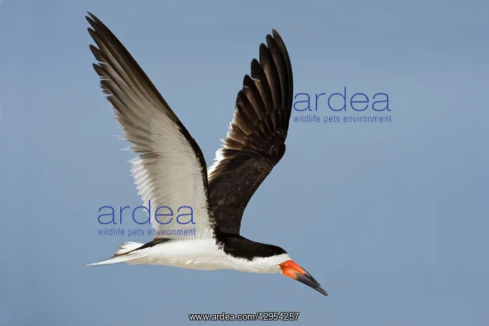 : Black Skimmer - in flight : Black Skimmer - in flight