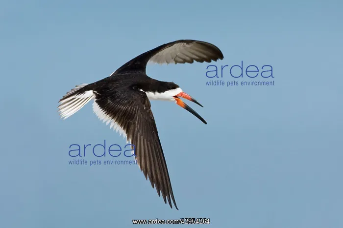 : Black Skimmer - in flight : Black Skimmer - in flight