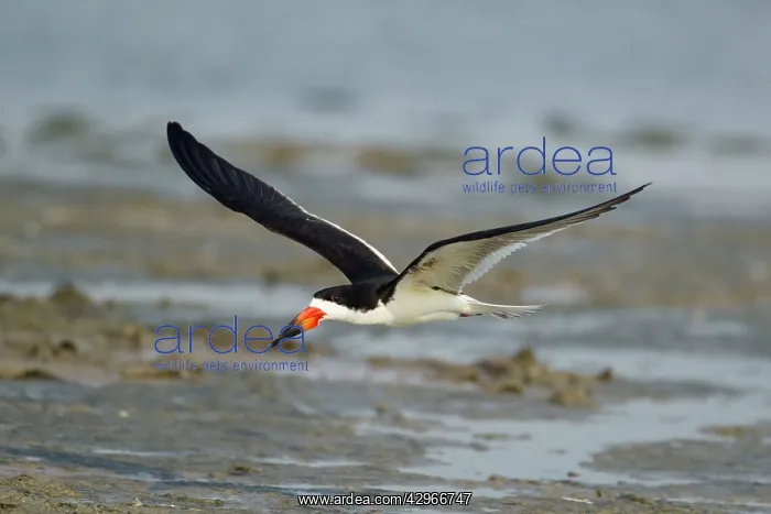 : Black Skimmer - in flight : Black Skimmer - in flight