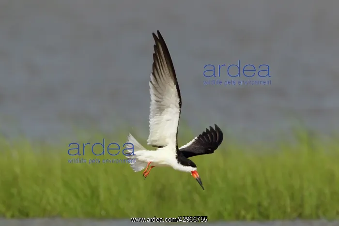 : Black Skimmer - in flight : Black Skimmer - in flight