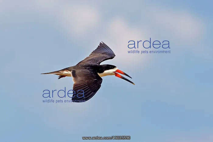 : Black Skimmer in flight Amazon river basin Manaus : Black Skimmer in flight Amazon river basin Manaus
