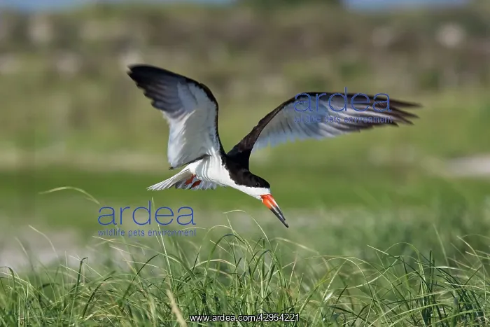 : Black Skimmer - in flight in Long Island : Black Skimmer - in flight in Long Island