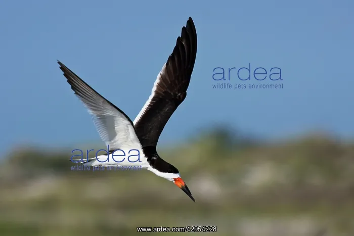 : Black Skimmer - in flight in Long Island : Black Skimmer - in flight in Long Island