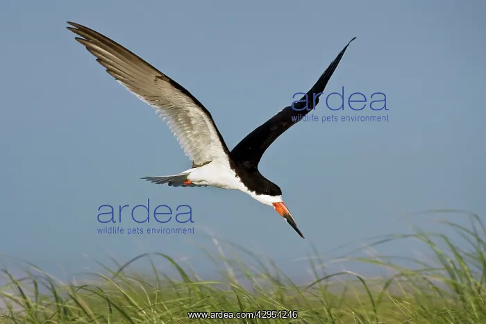 : Black Skimmer - in flight in Long Island : Black Skimmer - in flight in Long Island