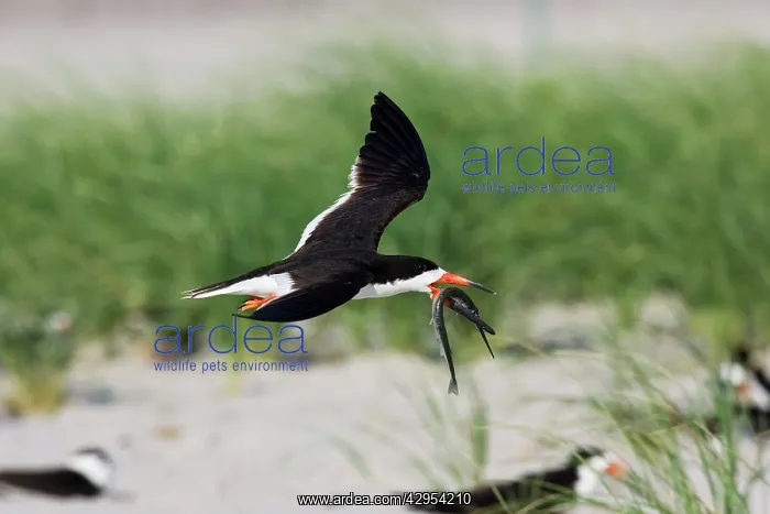 : Black Skimmer - in flight with needlefish in Long Island : Black Skimmer - in flight with needlefish in Long Island