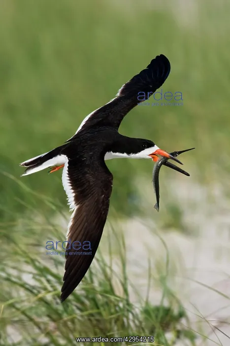 : Black Skimmer - in flight with needlefish in Long Island : Black Skimmer - in flight with needlefish in Long Island