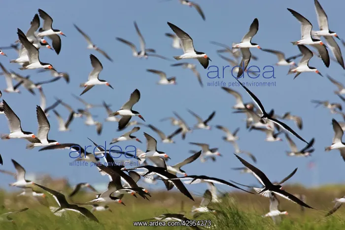 : Black Skimmer - flock in flight : Black Skimmer - flock in flight