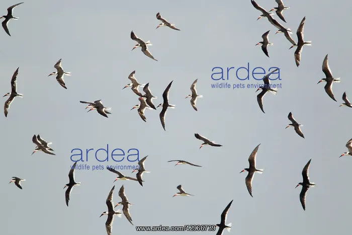 : Black Skimmer - flock in flight : Black Skimmer - flock in flight