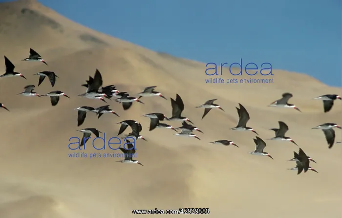 : Black Skimmer - flock in flight above the sand : Black Skimmer - flock in flight above the sand