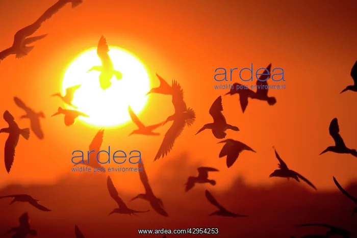 : Black Skimmer - flock in flight at sunset : Black Skimmer - flock in flight at sunset