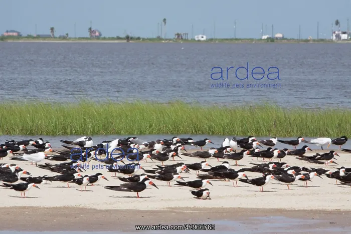 : Black Skimmer - flock resting on sandbar at high tide : Black Skimmer - flock resting on sandbar at high tide
