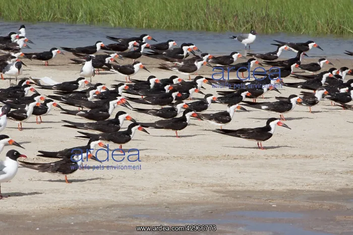 : Black Skimmer - flock resting on sandbar at high tide : Black Skimmer - flock resting on sandbar at high tide