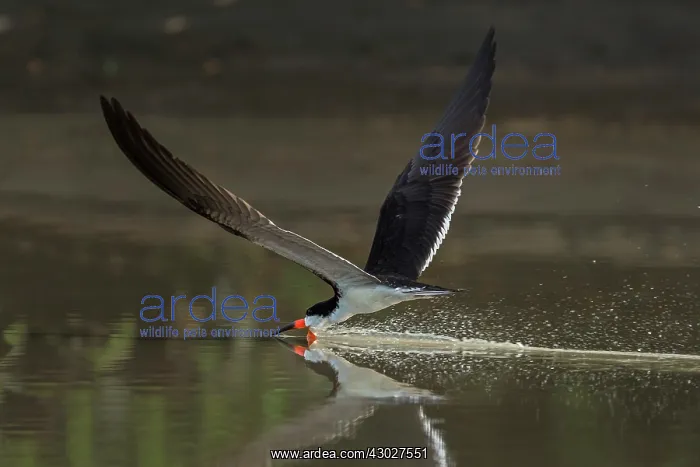  : Black Skimmer, flying, Los Llanos, Colombia