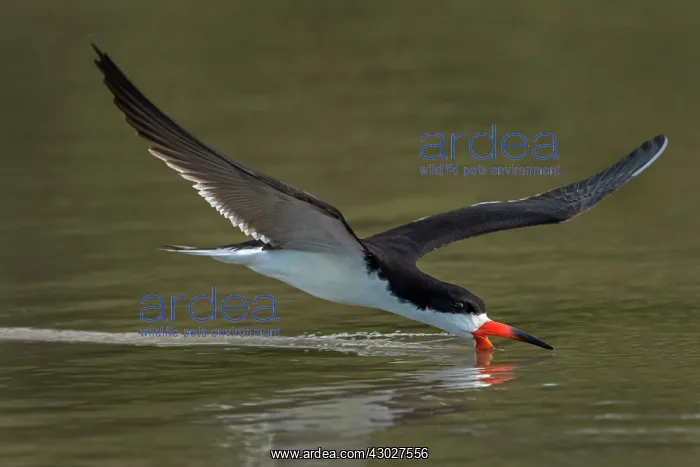  : Black Skimmer, flying, Los Llanos, Colombia
