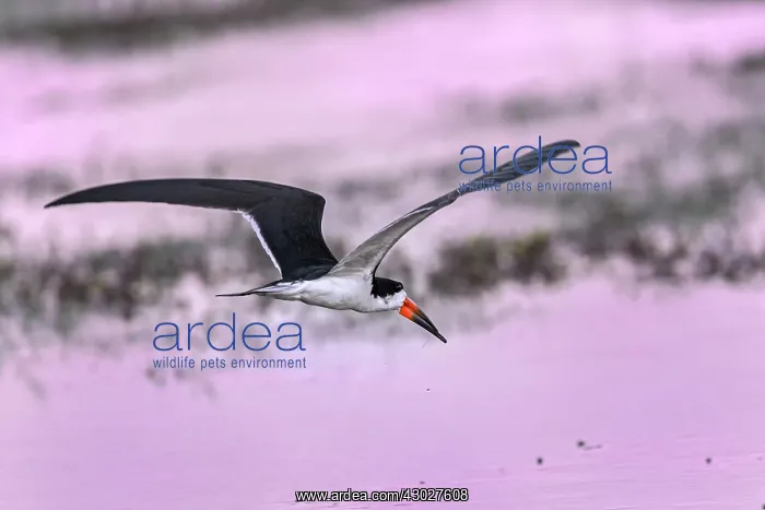  : Black Skimmer, flying, Los Llanos, Colombia