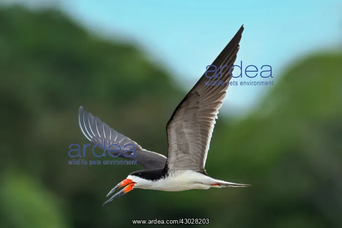  : Black Skimmer, flying, Los Llanos, Colombia