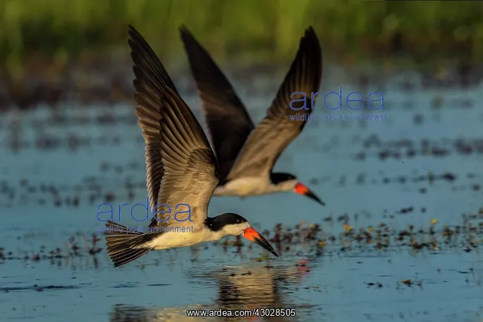  : Black Skimmer, flying, Los Llanos, Colombia